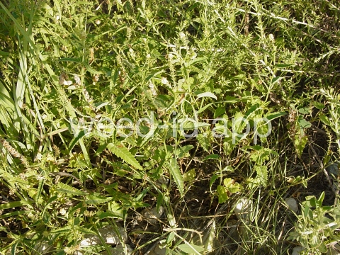 noseburn, nettleleaf